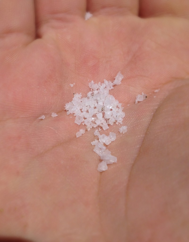 Foraging for Sea Salt Edible Monterey Bay