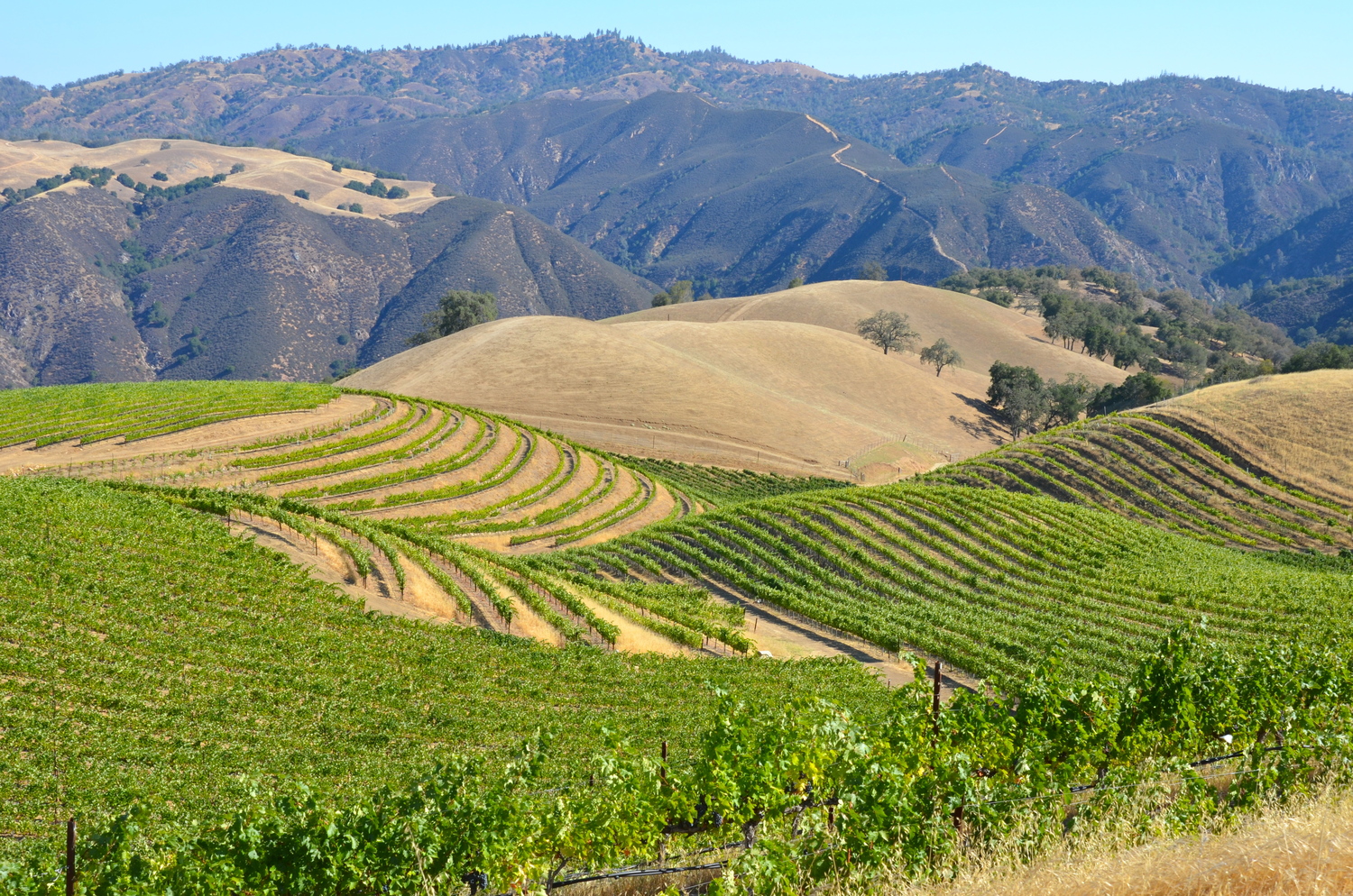 Bonny Doon veteran impresses with own label Edible Monterey Bay