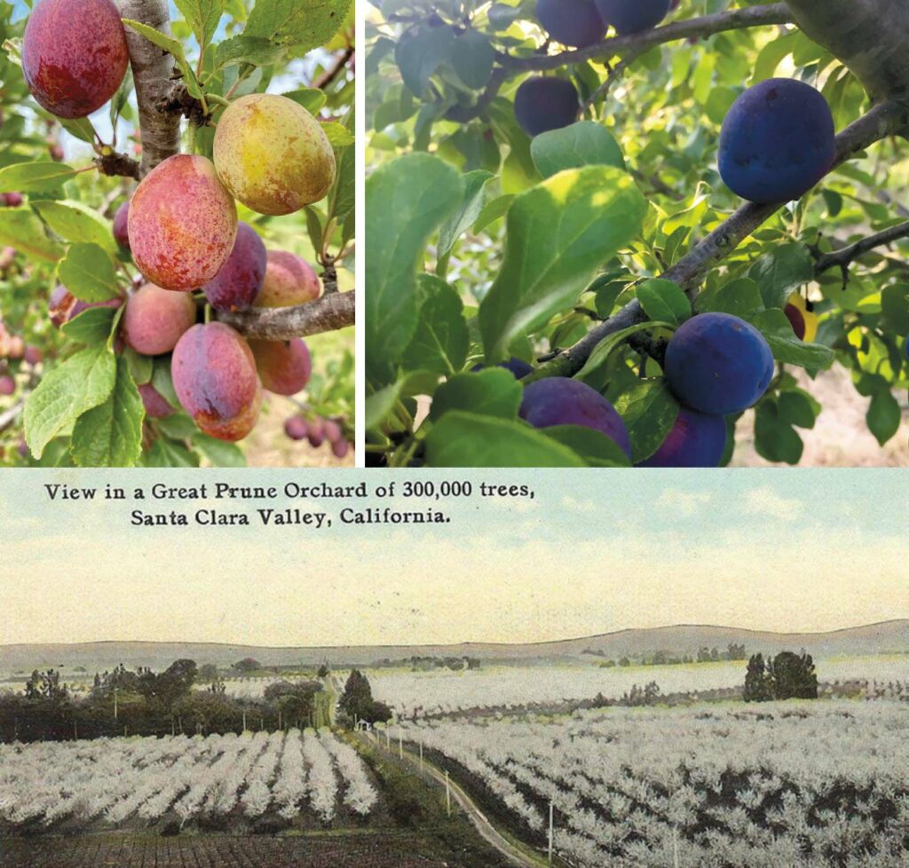 The European market potential for fresh plums and other stone