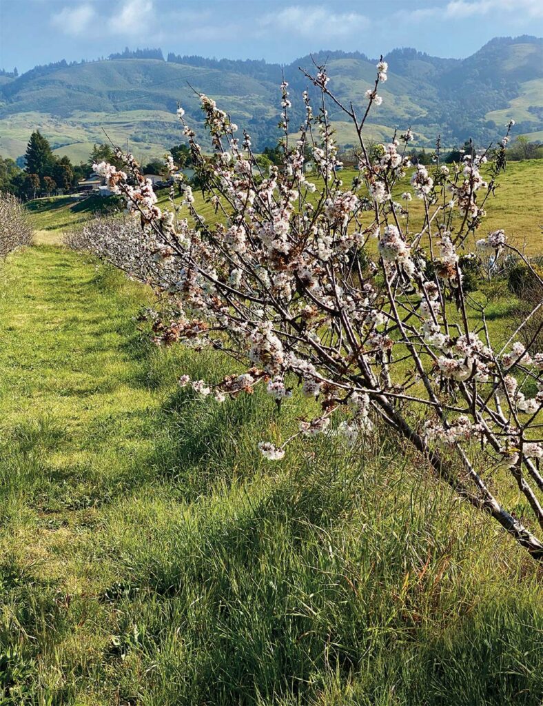 Orchard Dreams - Edible Monterey Bay